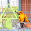 Swinging Bird Perch view 2