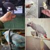 Stainless Steel Parrot Training Ring view 3