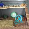 Hamster Training Wheel view 4