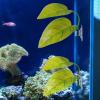 Betta Leaf Hammock view 3