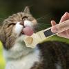 Pet Food Spoon - Cat Paw Shaped view 3