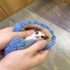 Nuyhadds Hamster Sleeping Bag view 2