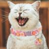 Cute Cat Collar view 3