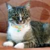 Breakaway Cat Collar with Flower Pendant view 2