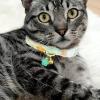 Breakaway Cat Collar with Flower Pendant view 3