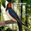 Natural Wooden Parrot Perch view 3