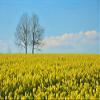 LanDixx Rapeseeds 5 kg for Heat Cushions and Hand Therapy view 3
