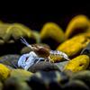 Aqua-Tropica Crayfish-VITAL Junior - Crayfish Food for Growth view 3