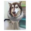 Inflatable Dog Collar, PVC, Soft, Keeps Warm, Protective Cone Collar for Recovery from Itchy Skin After Surgery (S, Neck Circumference 18–30 cm) view 2