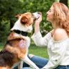 jlceh Pocket-Size Dog Treat Training Pouch view 2