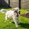 Whnbuij Dog Squeaky Toy view 2