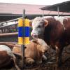 Livestock Scratching and Massage Brush view 4