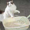 Wcybym Cat Litter Scoop view 3