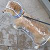 Transparent Pet Raincoat for Dogs view 4