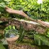 Reptile Climbing Branches view 2