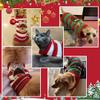 Asmea Reindeer Knit Sweater for Dogs view 4