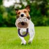 Durable Plush Dog Toy for Aggressive Chewers view 3