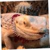 Small Reptile Hat and Necklace Set for Halloween view 3
