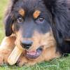 Dog Toy for Aggressive Chewers view 2