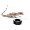 Milisten Reptile Feeding Bowl view 4