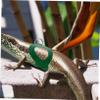 BUGUUYO Reptile Harness with Leash view 4