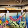 Hammock for Bearded Dragons view 3