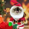 Christmas Pet Costume view 3
