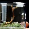 Reptile Breeding Box - Transparent Insect Feeding Container view 3