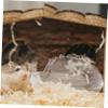 BESPORTBLE Chinchilla & Guinea Pig Sand Bath Box view 4