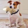 Plush Squirrel Dog Chew Toy view 2
