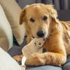 Plush Squirrel Dog Chew Toy view 3