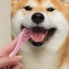 Dog Finger Toothbrush view 3