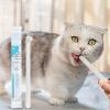 Dog Tooth Cleaning Brush view 2