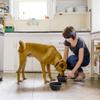 KOLZEMV Foldable Travel Bowl for Dogs and Cats view 2