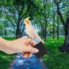 Bird Harness and Leash for Parakeets view 2
