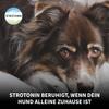 Strotonin for Dogs | Calming Supplement for Stress & Anxiety - 80 Count view 3