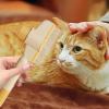 Cat Knot Remover Brush view 2