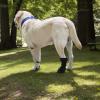 Comfortable Dog Paw Cover view 4