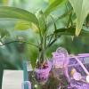 Aquarium Plant Holder - Transparent Cups view 2
