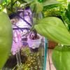 Aquarium Plant Holder - Transparent Cups view 3