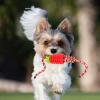 Dog Treat Dispenser Toy view 2