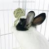 Natural Chew Toy for Small Pets view 4