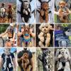 Furry Pawsy Pet Carrier Backpack with Leg Openings view 4