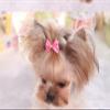 SuBeriYi 5-Pack Dog Hair Bows Clips view 4