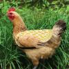 Chicken Saddle - Poultry Jacket for Chickens view 2
