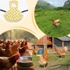 Chicken Saddle - Poultry Jacket for Chickens view 4