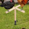 Bird Perch Toy, Perches for Roosters view 3