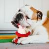 Christmas Dog Chew Toy with Squeaker view 2