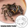 Spider Feeder for Jumping Spiders view 2