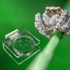 Spider Feeder for Jumping Spiders view 3
